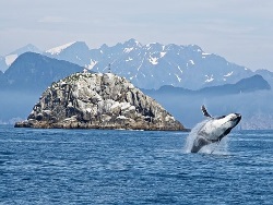 Alaska Whale